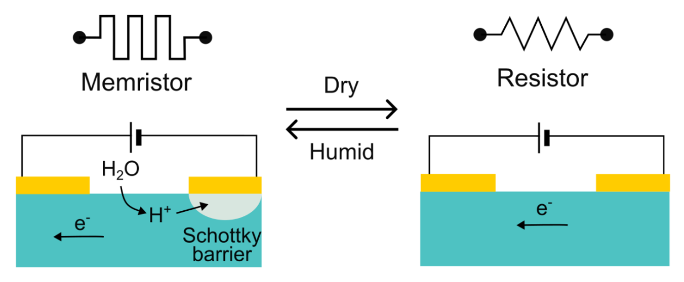 Mixed Protonic-Electronic Conductivity