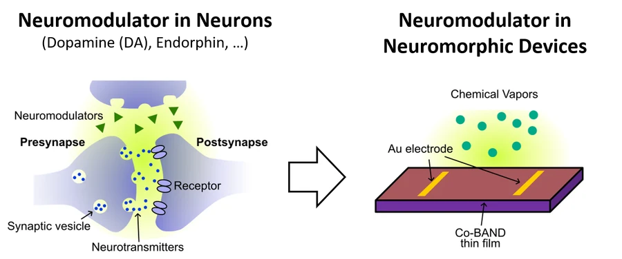 Chemical neuromodulation for neuromorphic and sensing applications